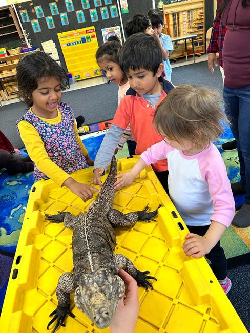 Children touching a large lizard on a yellow surface in a classroom