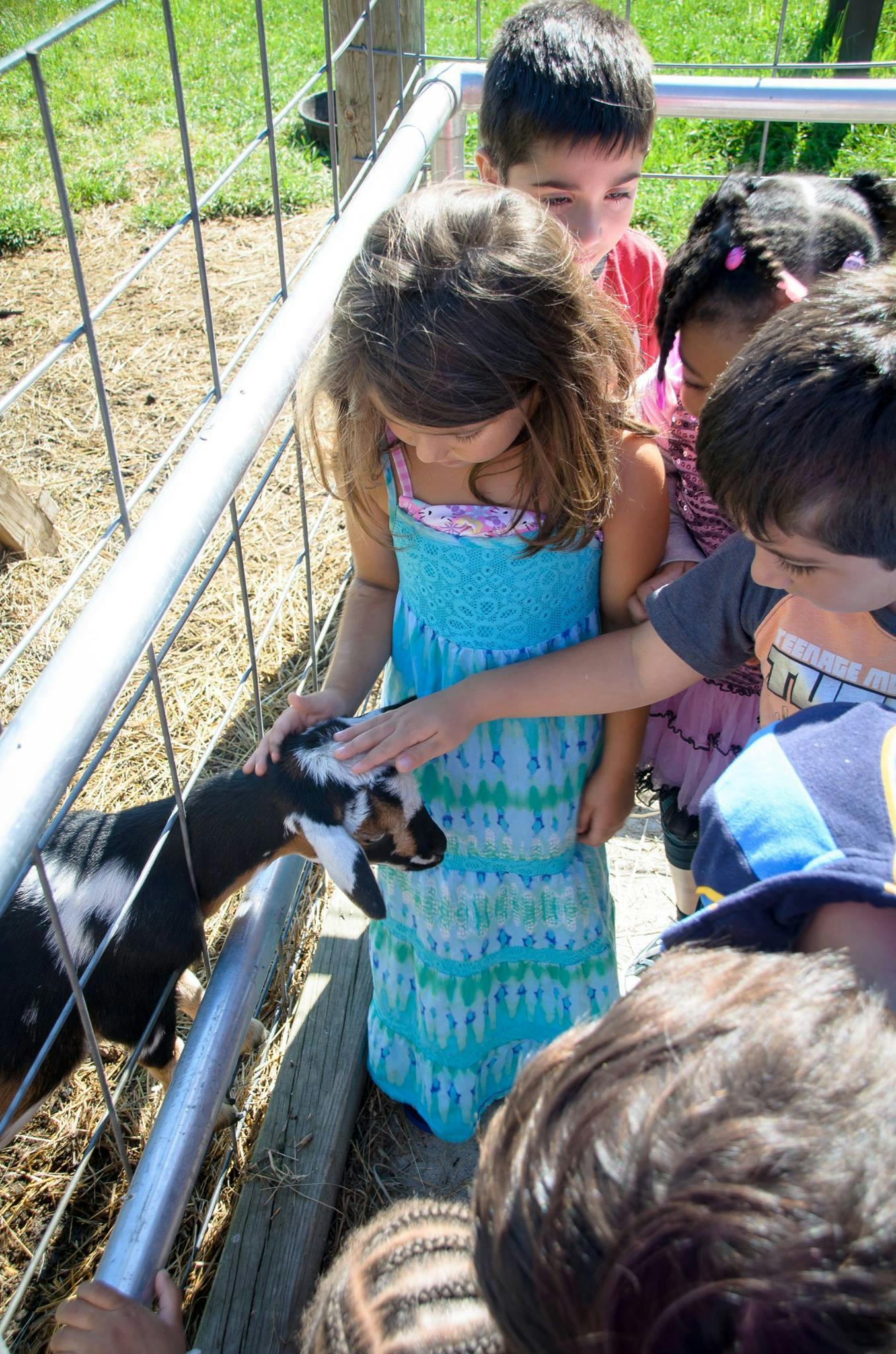 Children petting a small goat through a fence