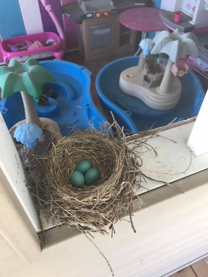 Bird's nest with three blue eggs