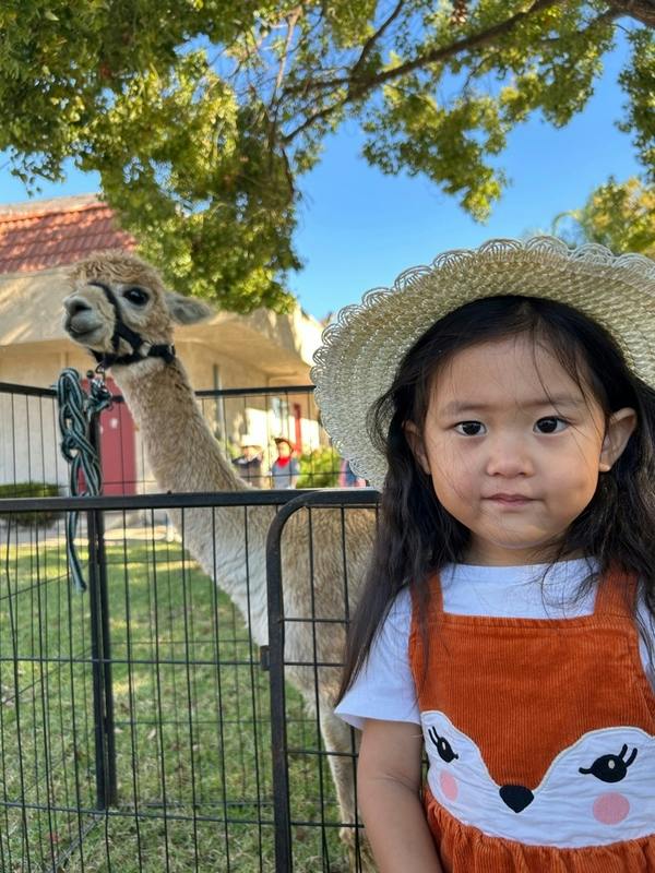 Child in a hat and an alpaca behind a fence