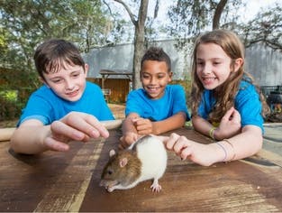 Three children looking at a rat on a table
