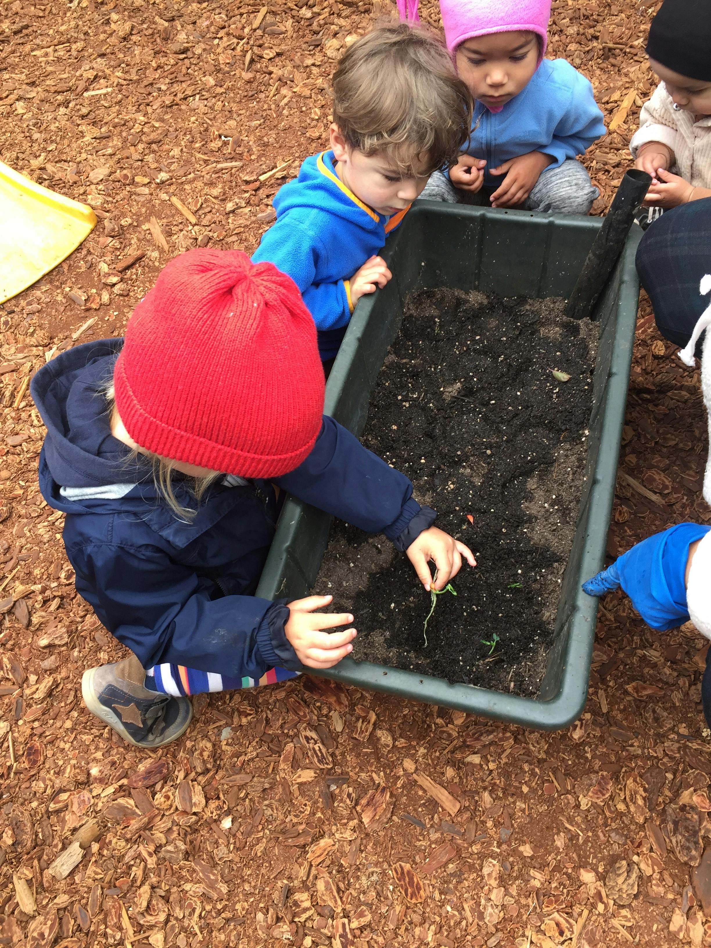 Children planting in a garden bed