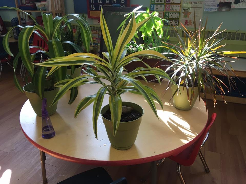 Potted plants on a round table