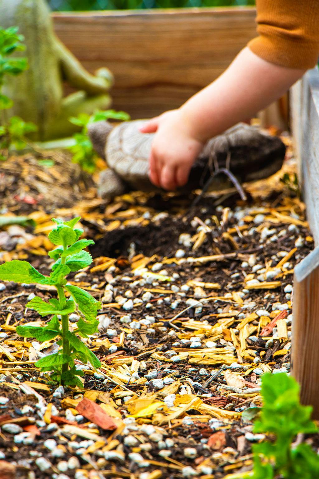 Child's hand touching a turtle statue in a garden bed
