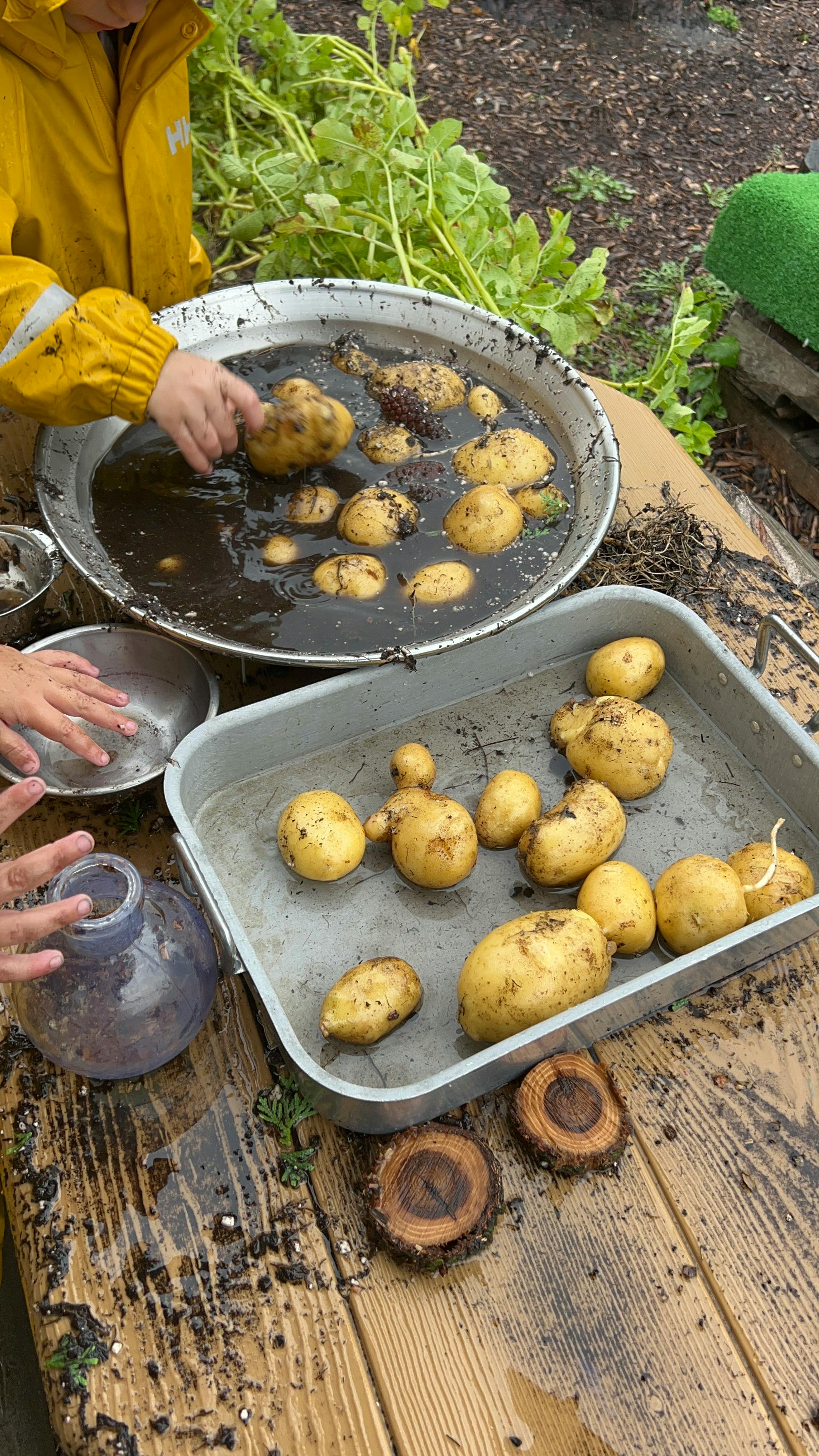 Child's hands washing potatoes in a large pan of muddy water