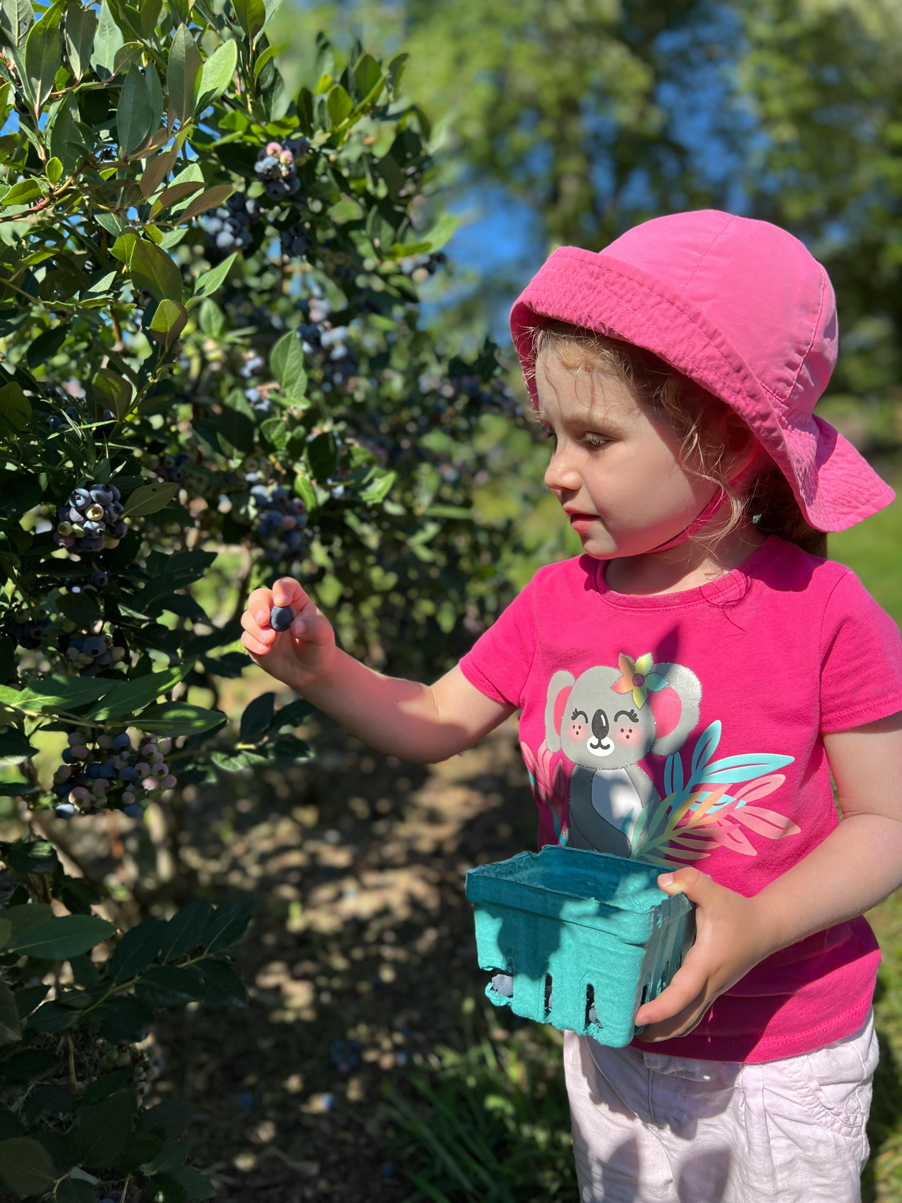 Child picking blueberries from a bush into a small basket