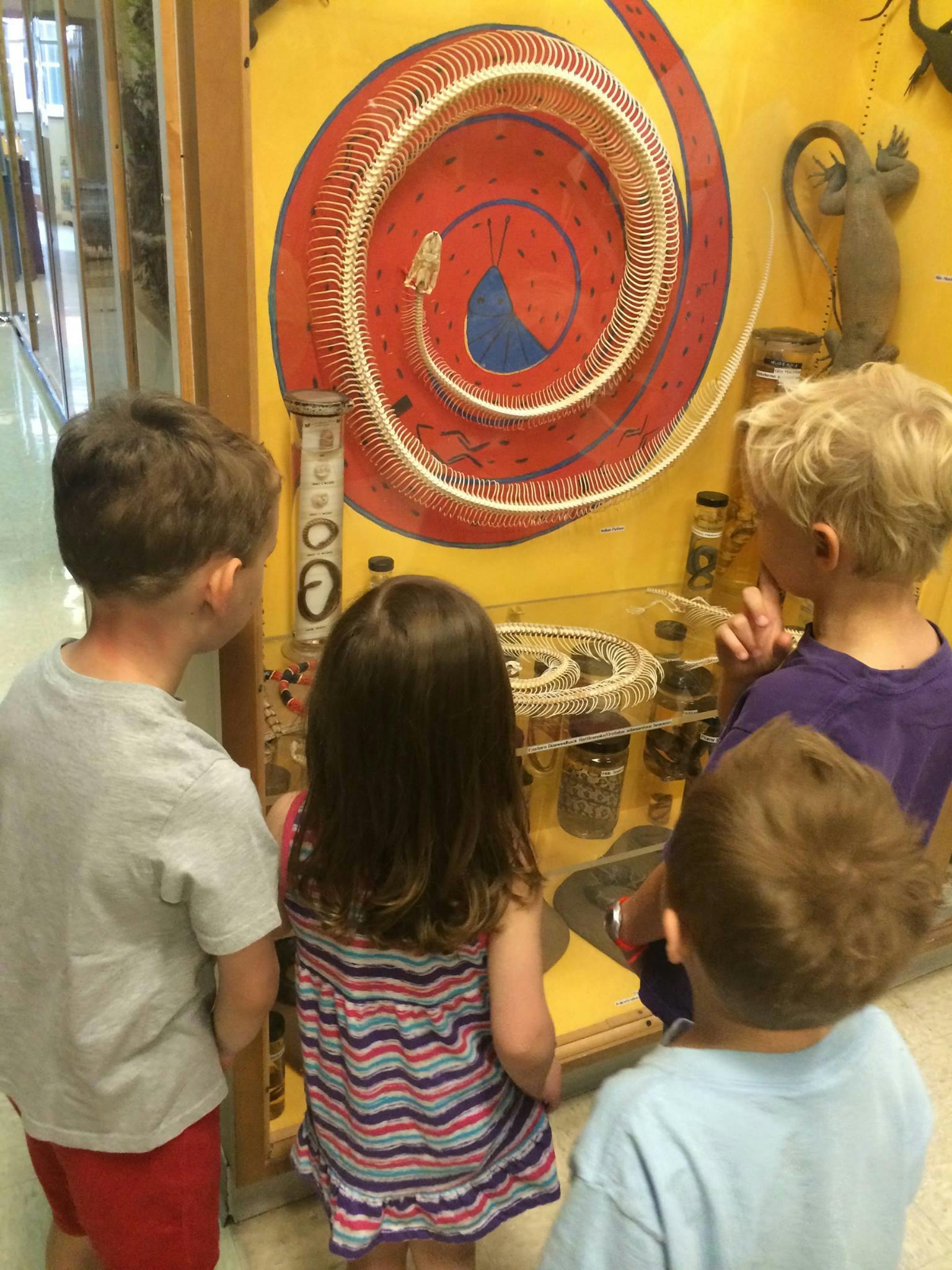 Children looking at a snake skeleton display