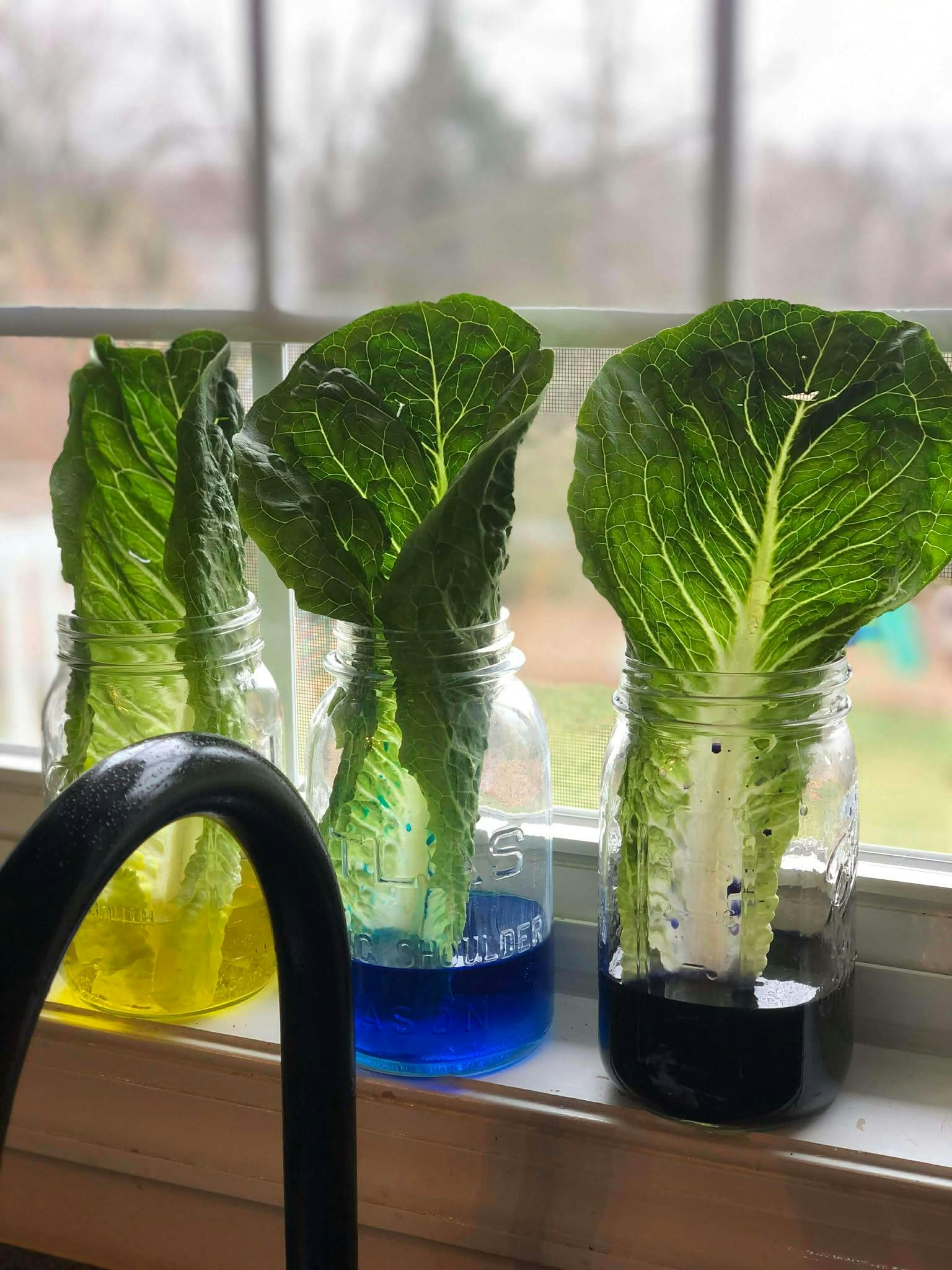 Three romaine lettuce plants in mason jars with colored water on a windowsill
