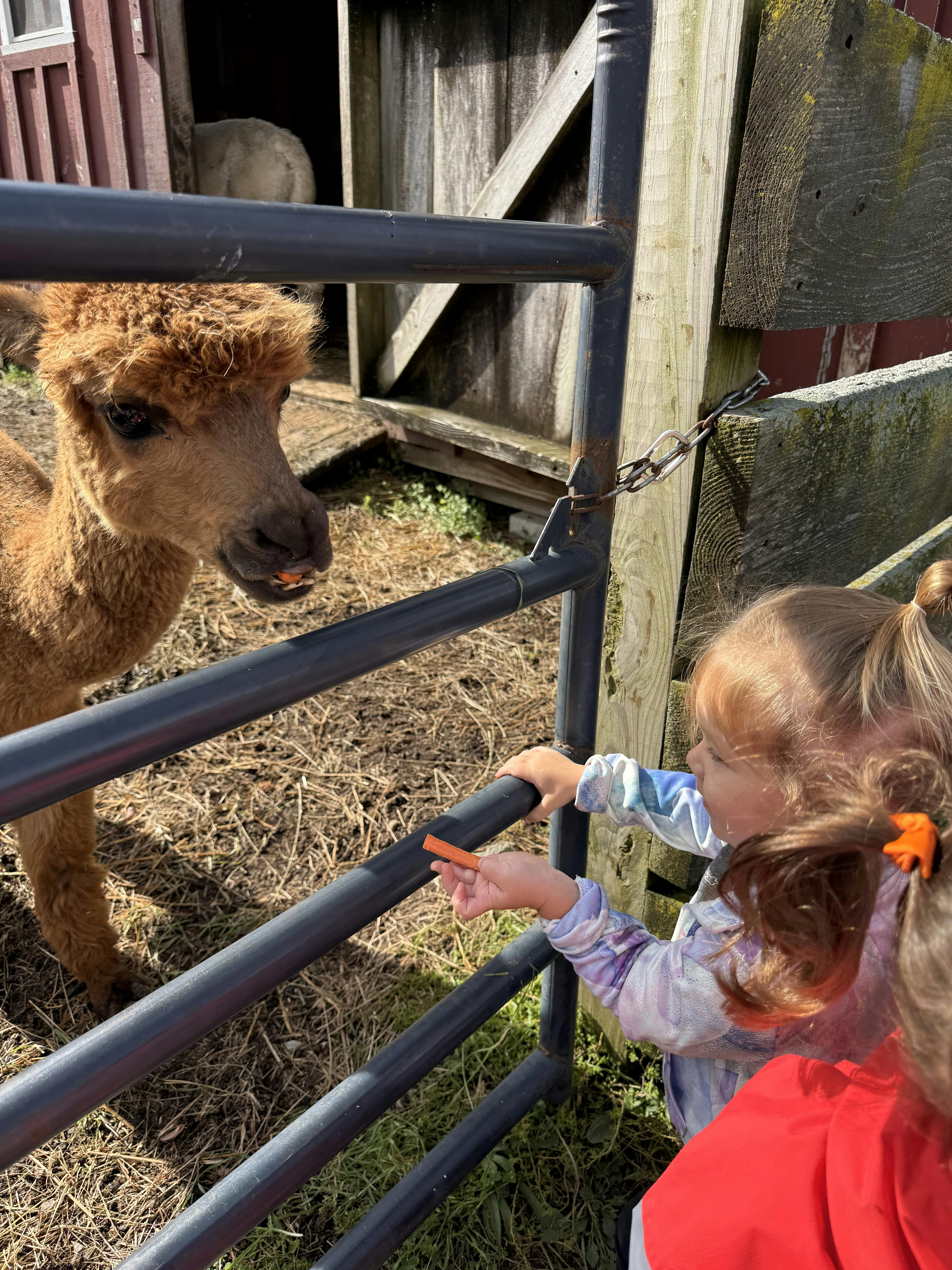 Child feeding a carrot to an alpaca through a fence