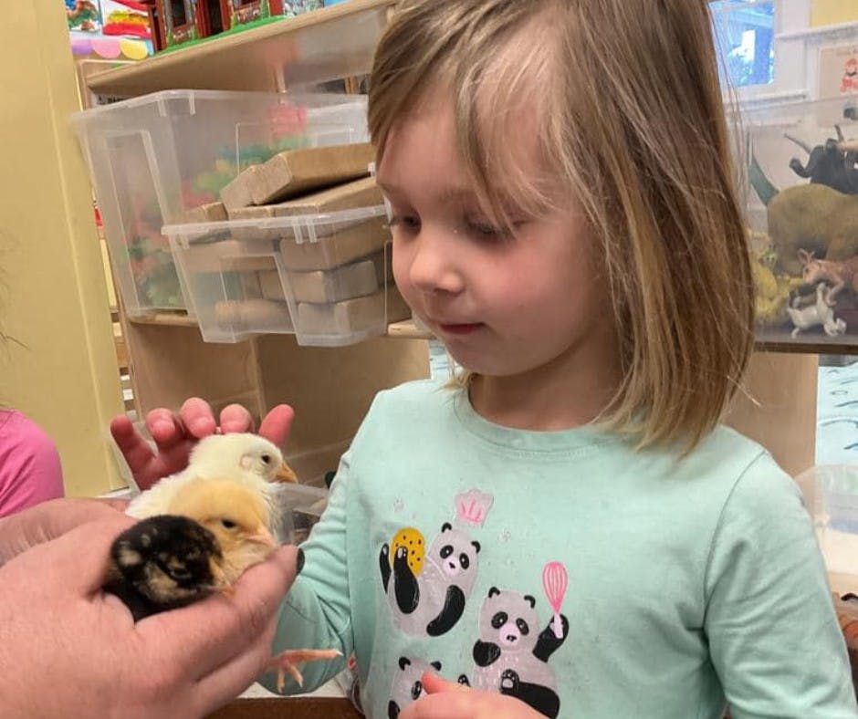 Child looking at three chicks held in a person's hands