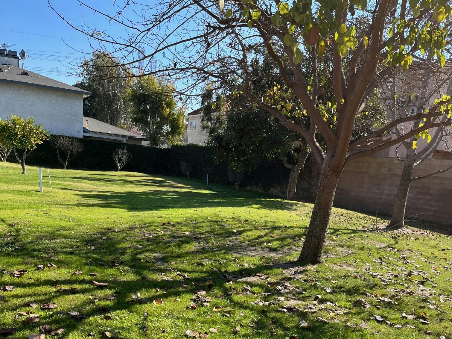 Sunny day in a grassy backyard with trees casting shadows