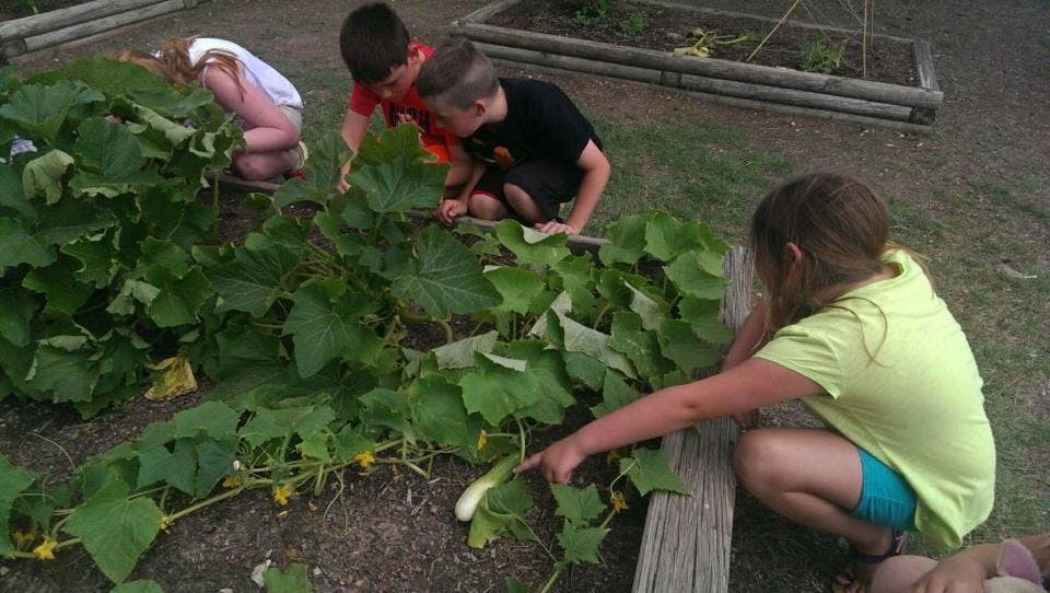 Four children looking at plants in a garden