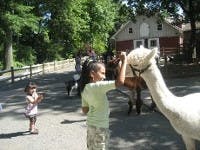 Child feeding an alpaca