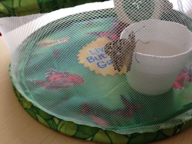 Butterfly inside a mesh enclosure with a white cup and a yellow label