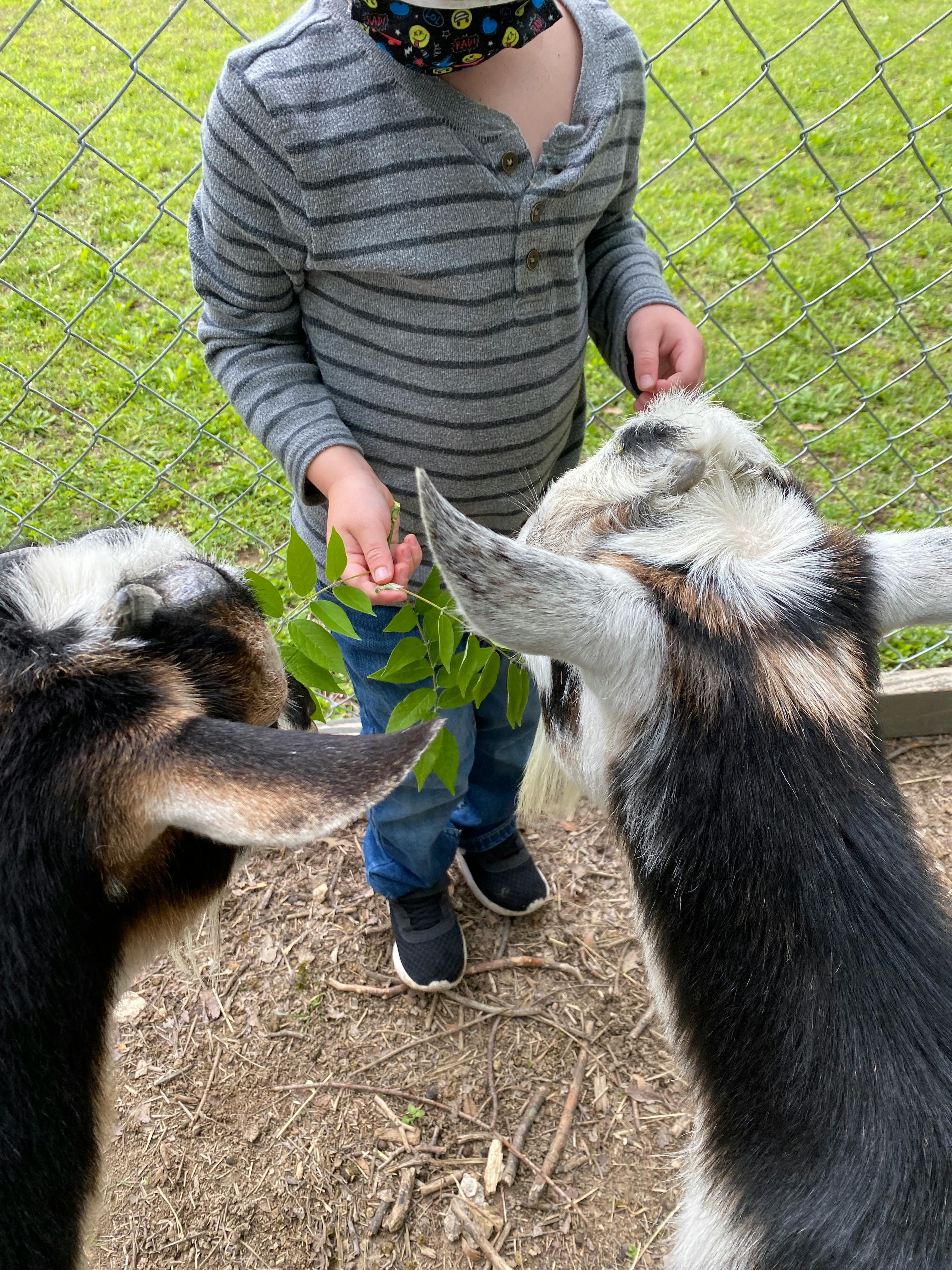 Child feeding leaves to two goats