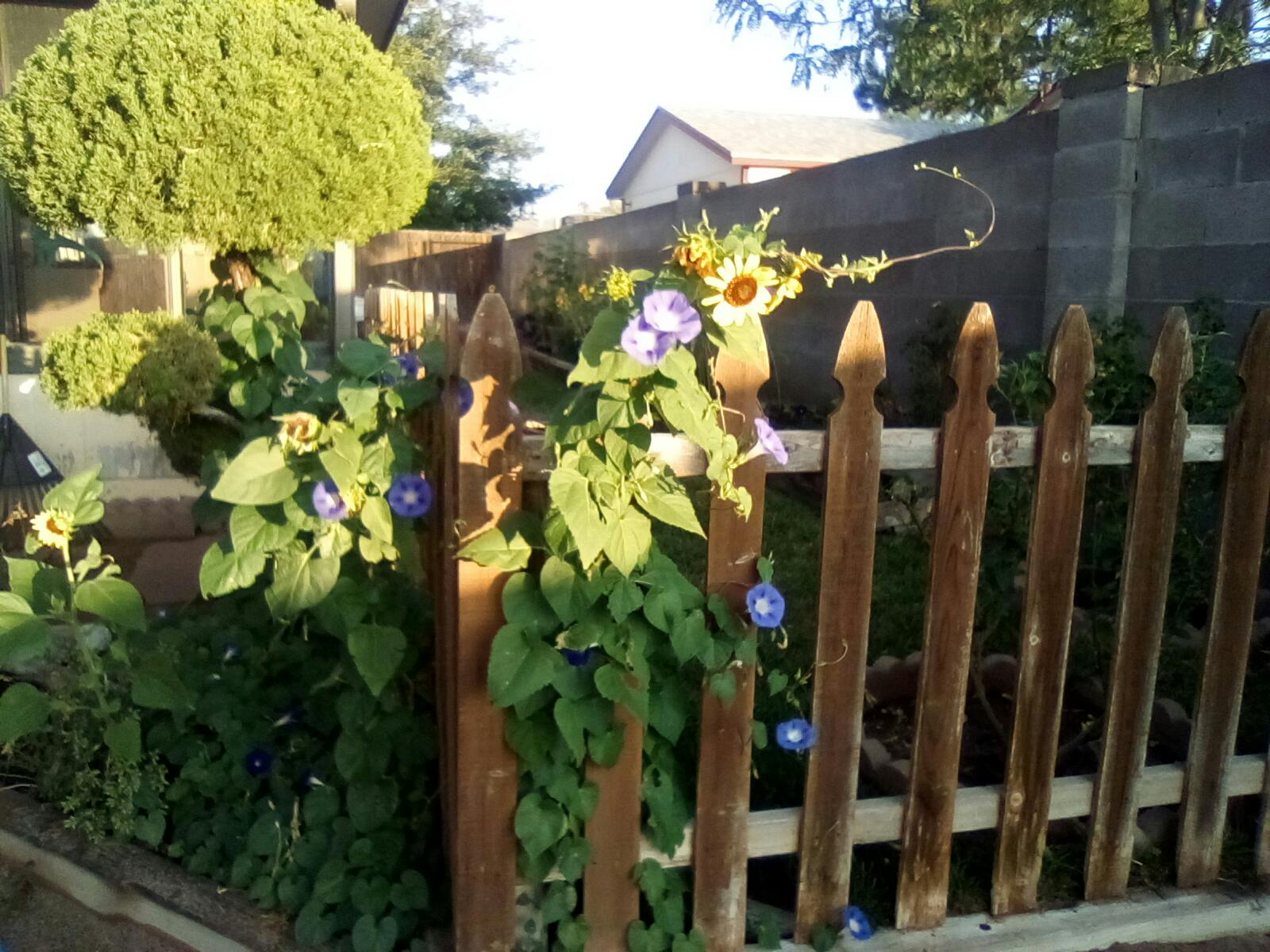 Morning glory vines and sunflowers growing on a wooden fence