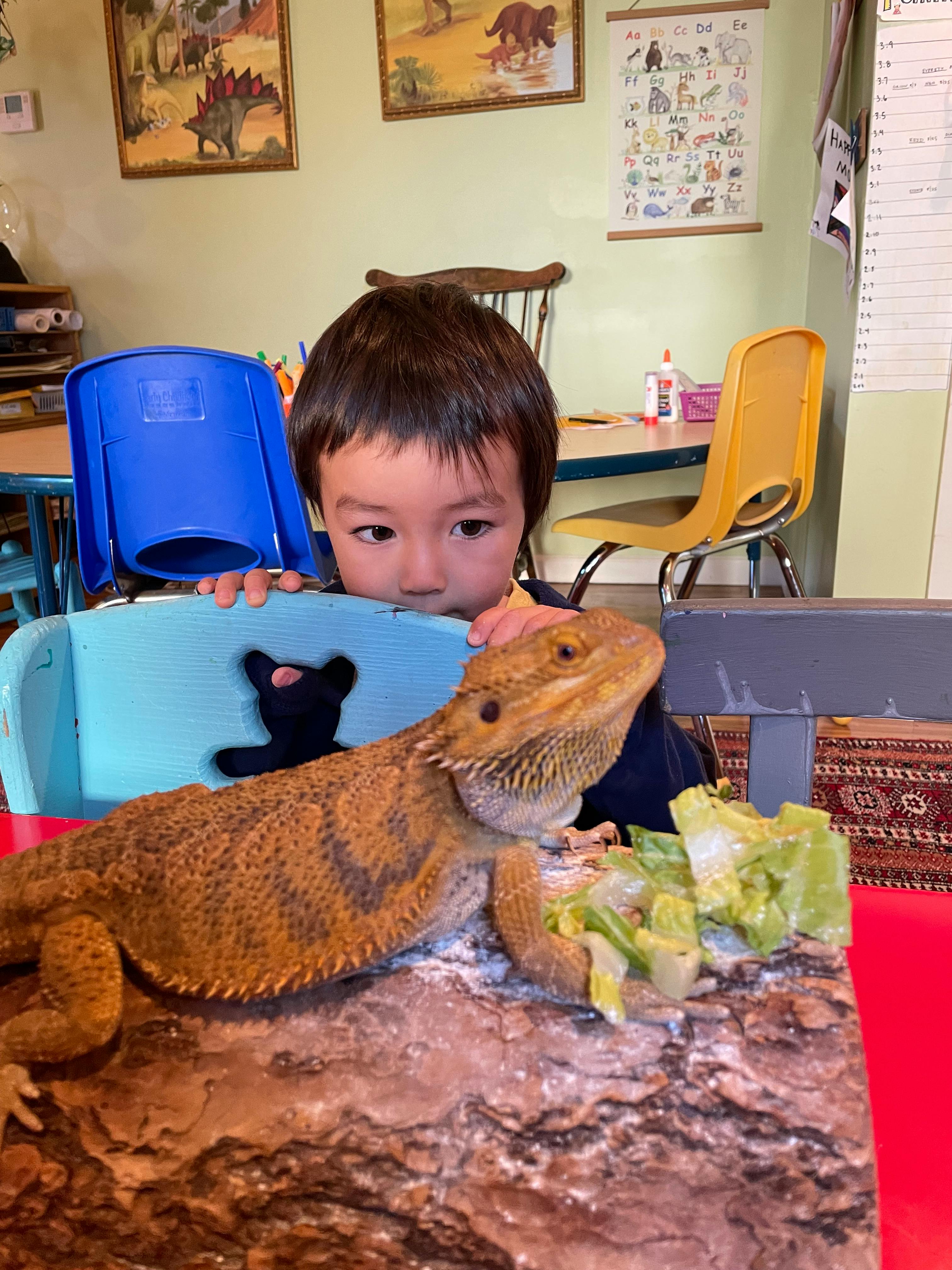 Child looking at a bearded dragon