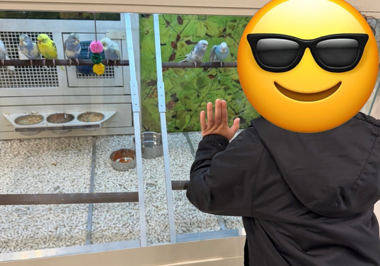Child looking at parakeets in a glass enclosure