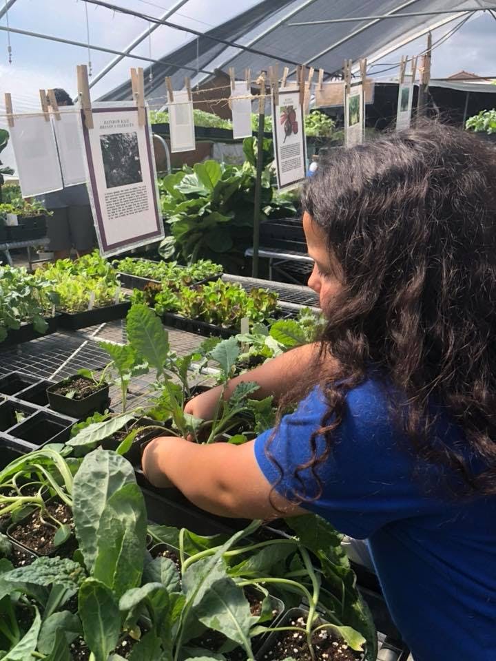 Person tending to plants in a greenhouse