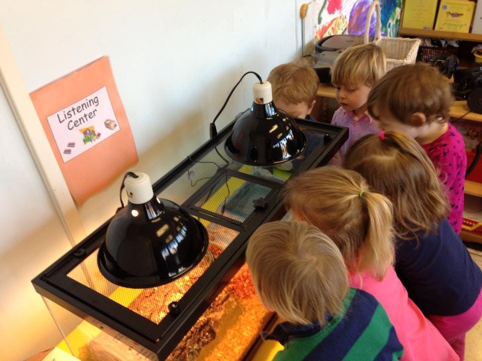 Children looking into a terrarium with heat lamps