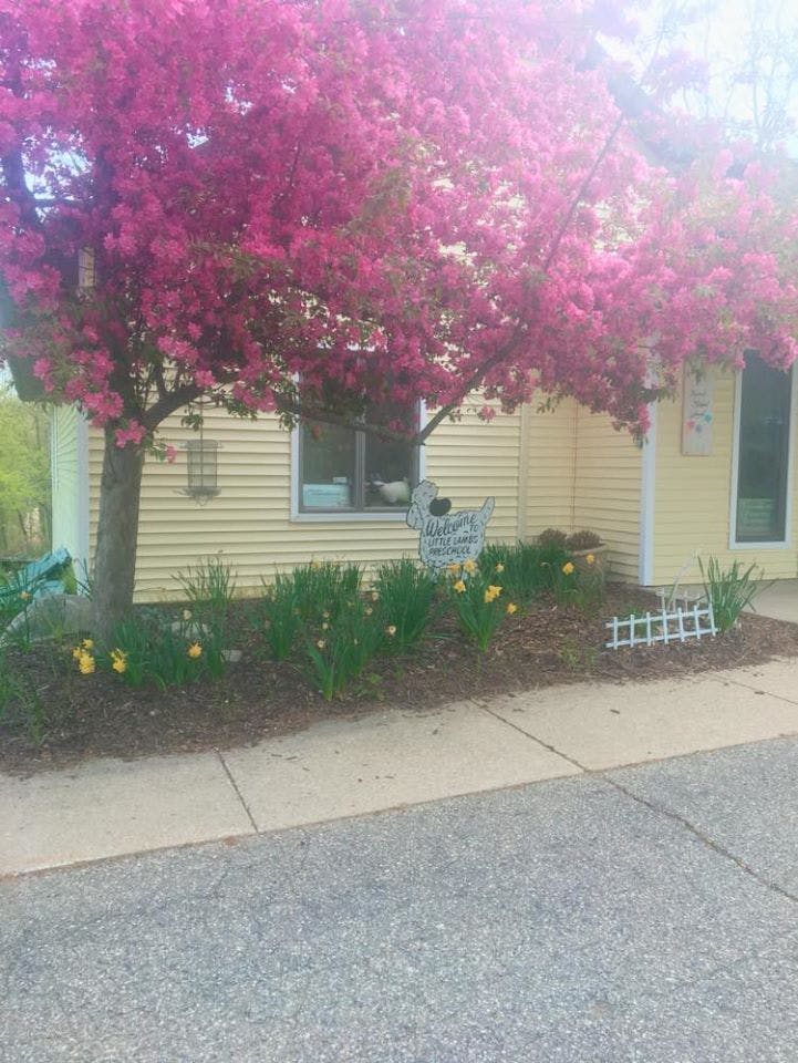 Yellow building with pink flowering trees and yellow flowers in front