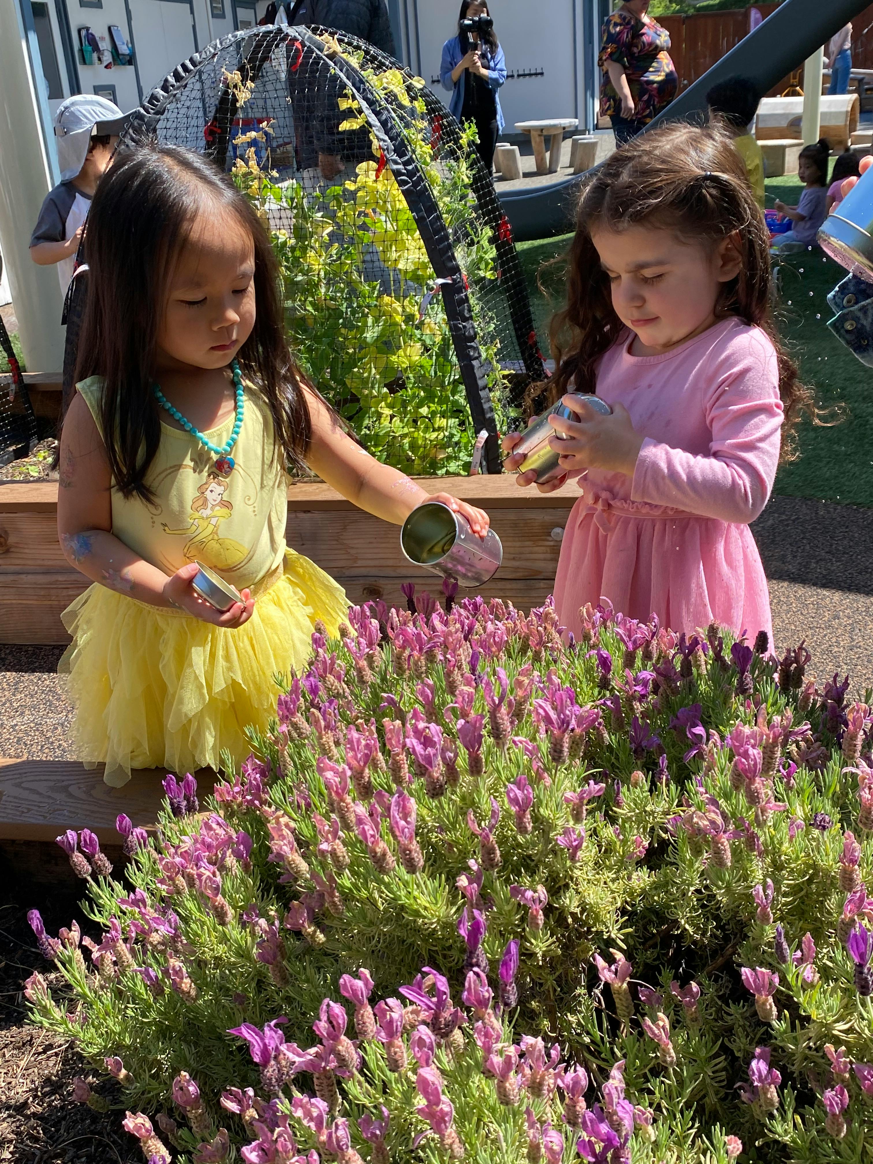 Two children watering a lavender plant