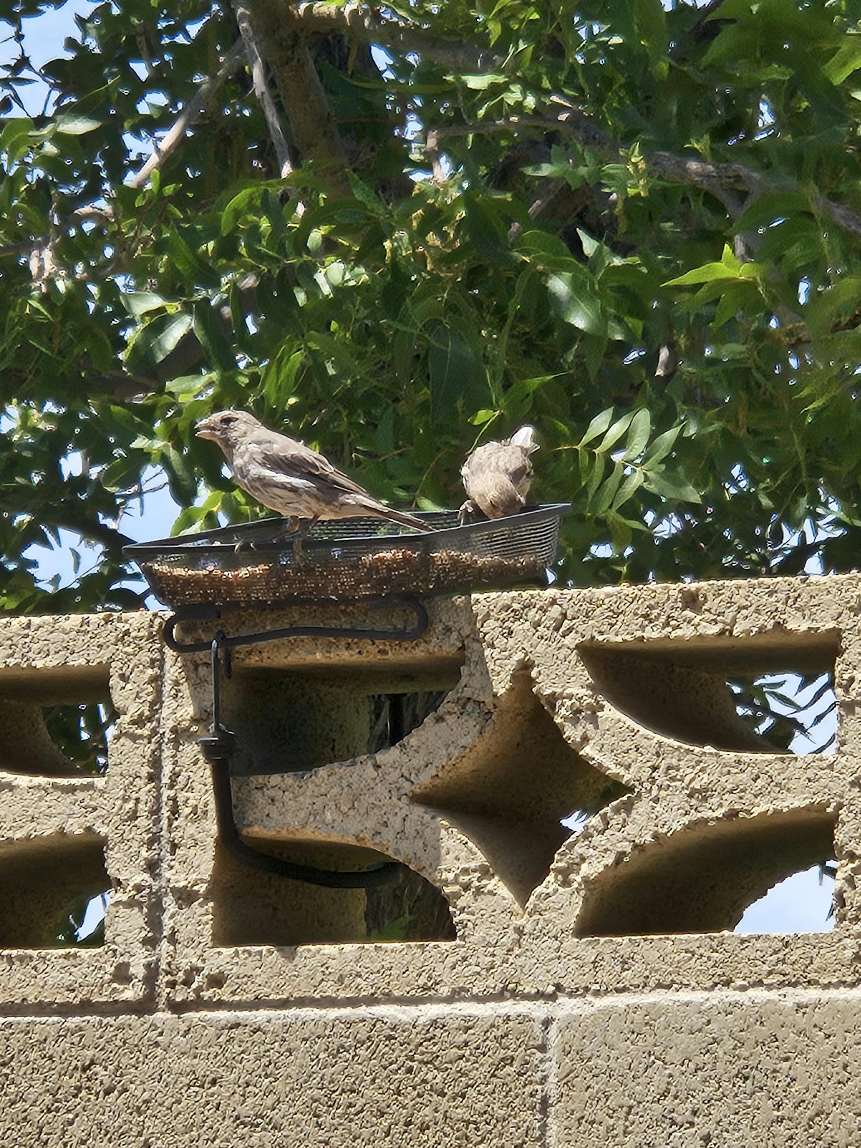 Two small birds on a bird feeder on a concrete block wall