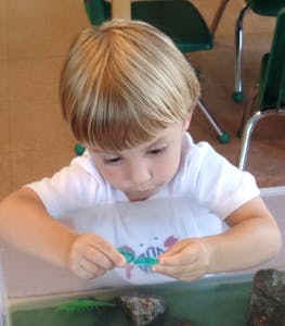 Child looking at an object in a container
