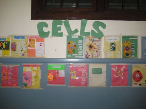 Classroom display with the word CELLS and student projects below iteams about cells