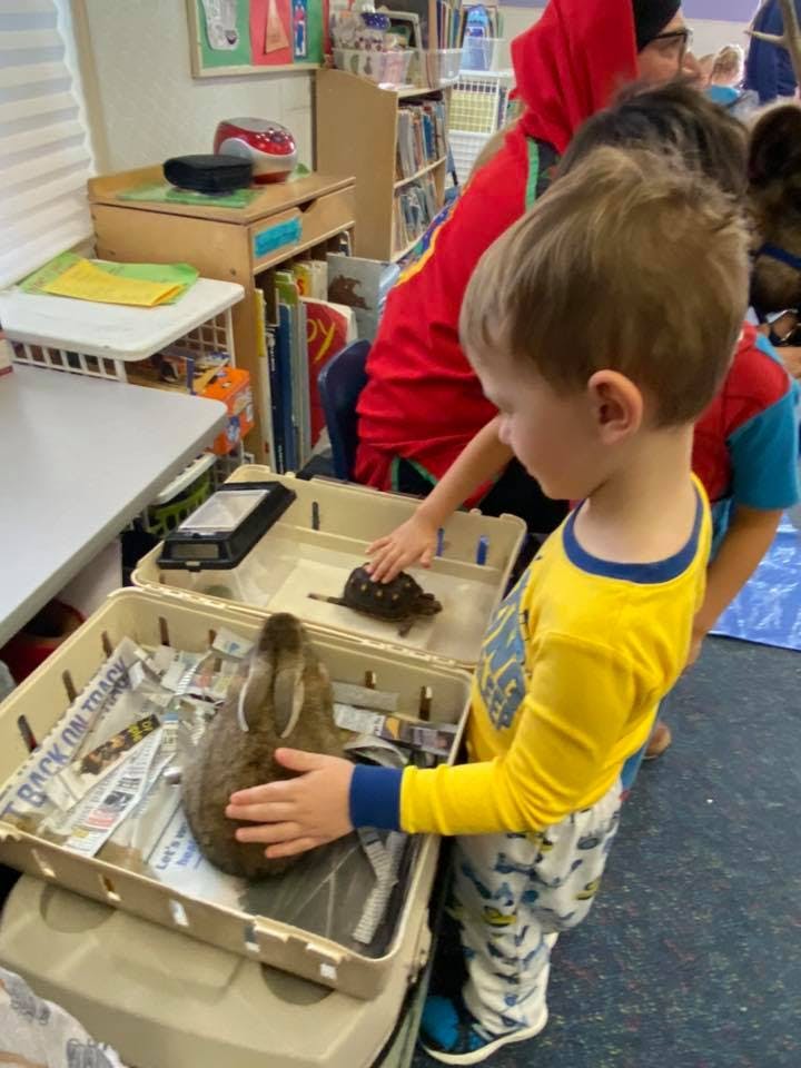 Child touching a rabbit in a carrier, another child touching a turtle