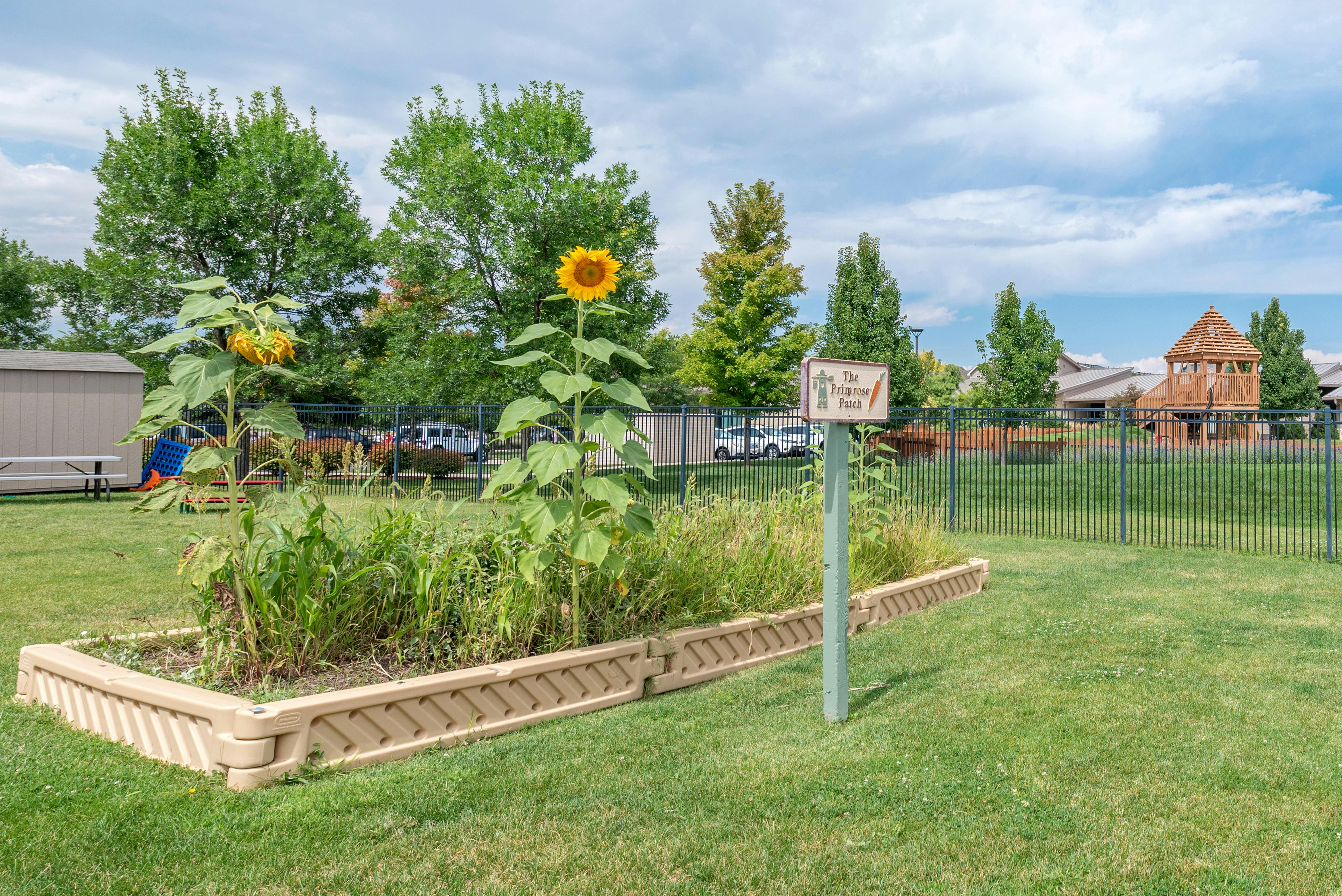 Raised garden bed with sunflowers and other plants