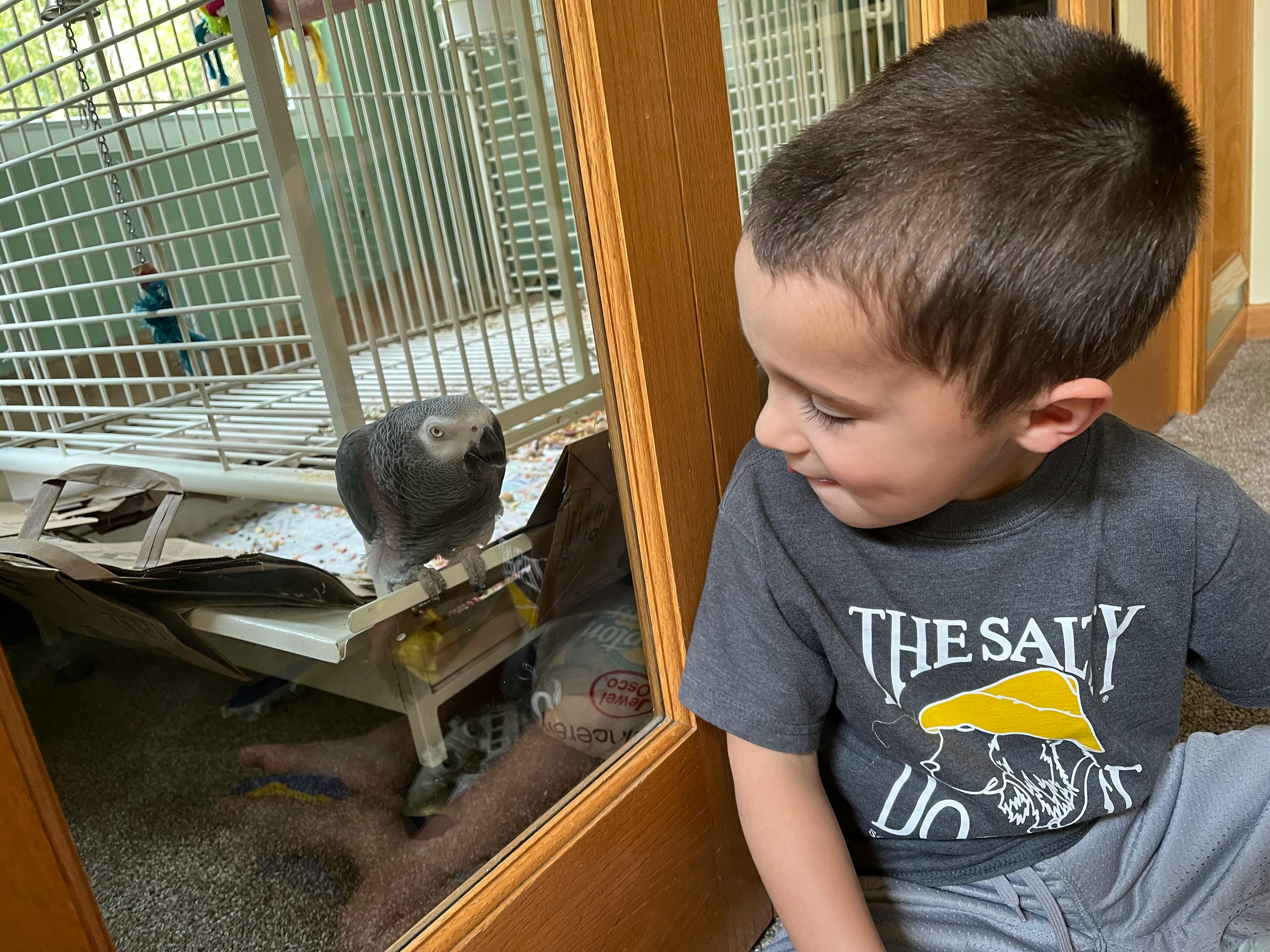 Child looking at a bird in a cage