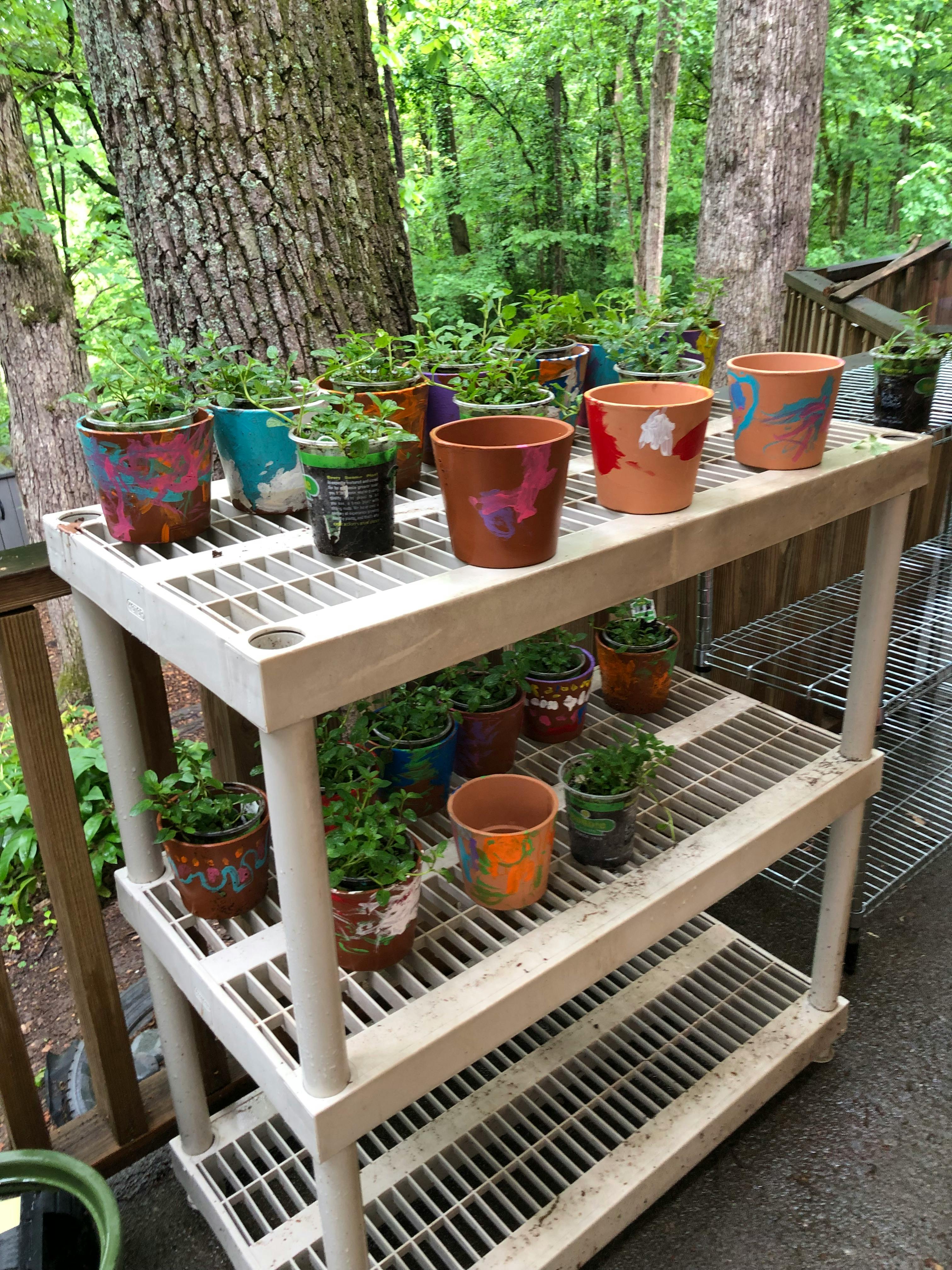 Potted plants on a white plastic shelving unit outdoors