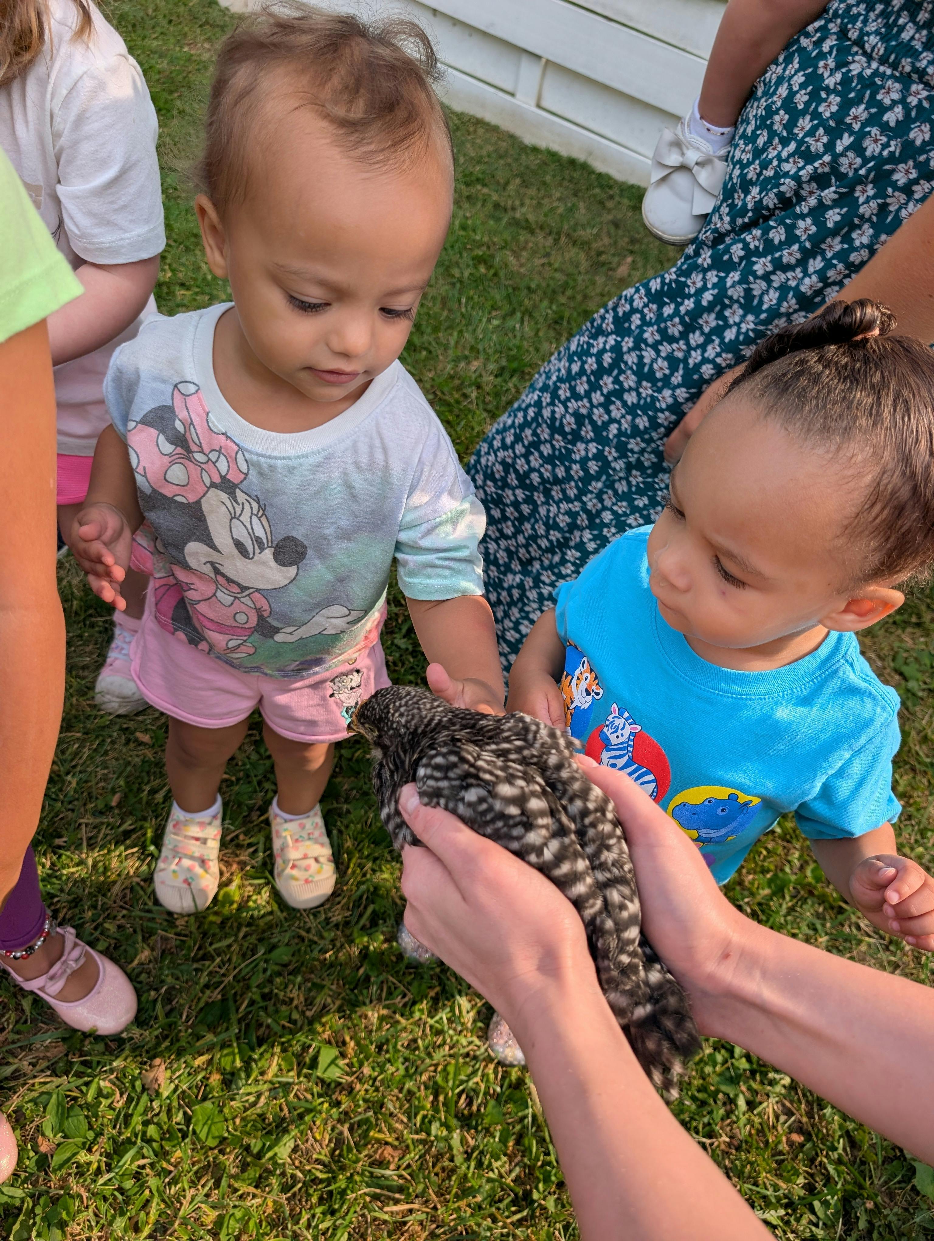 Two children looking at a chicken held by a person