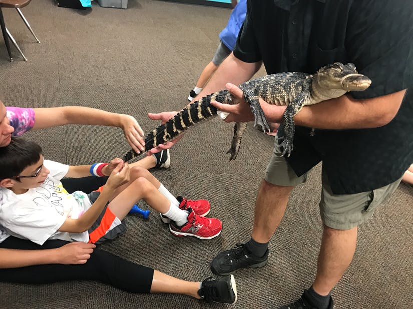 Person holding an alligator while a child touches its tail