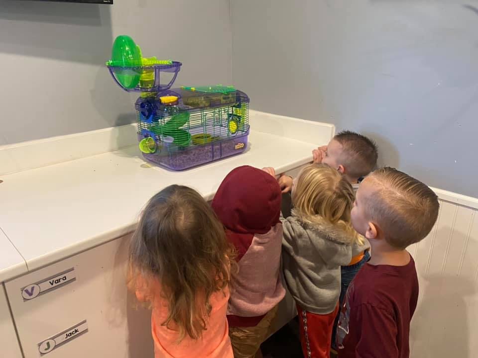 Children looking at a small animal cage on a counter