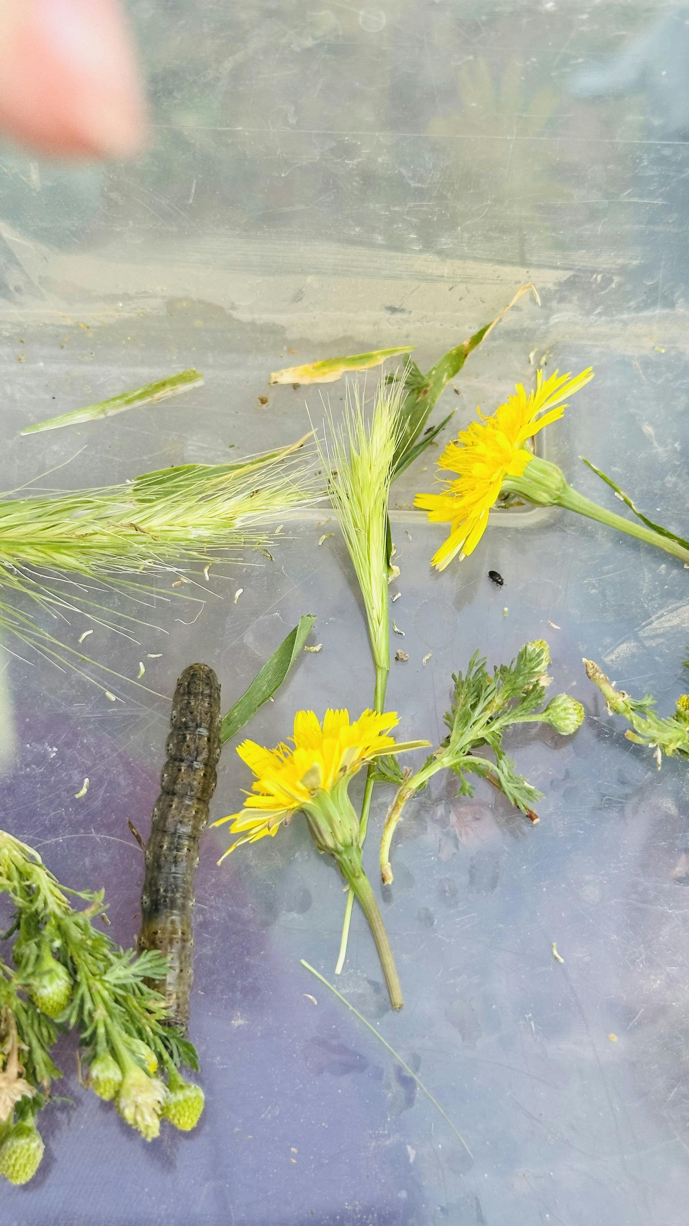 Caterpillar with yellow flowers and green plant stems