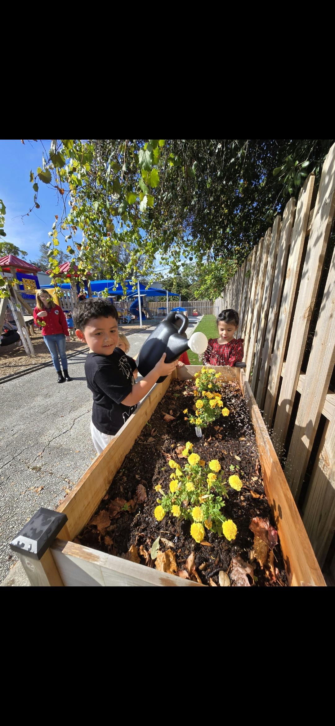 Child watering yellow flowers in a raised garden bed