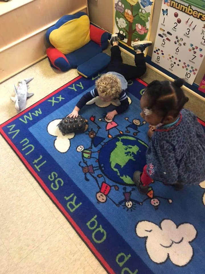Two children on a rug, one touching a turtle