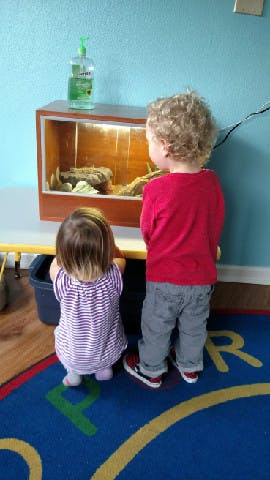 Two children looking into a terrarium