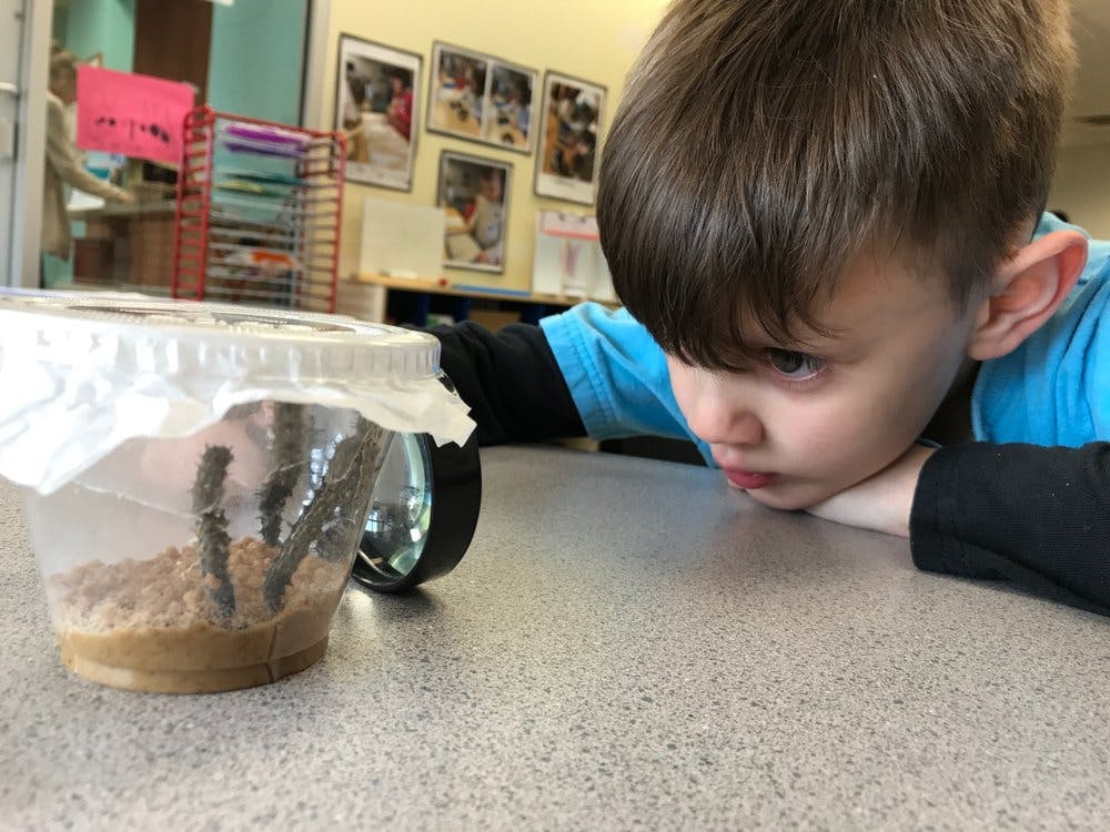 Child looking at caterpillars in a clear container on a table
