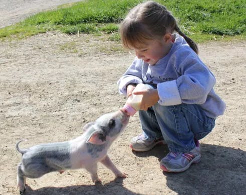 Child feeding a piglet with a bottle