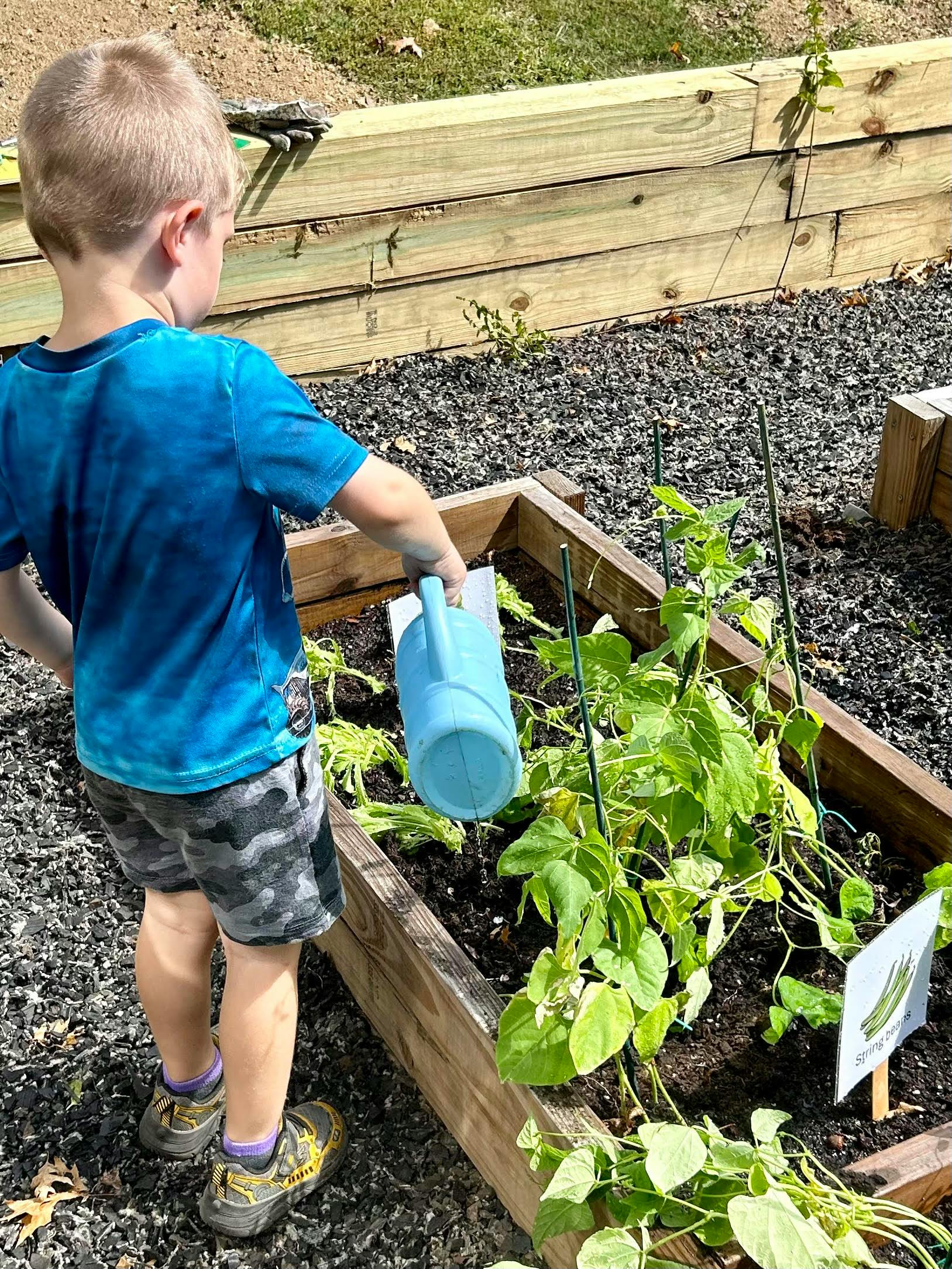Child watering plants in a raised garden bed