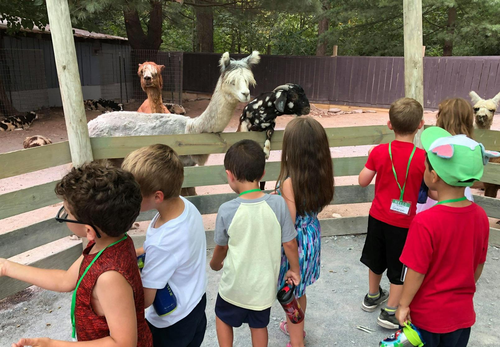 Children looking at llamas and alpacas over a fence
