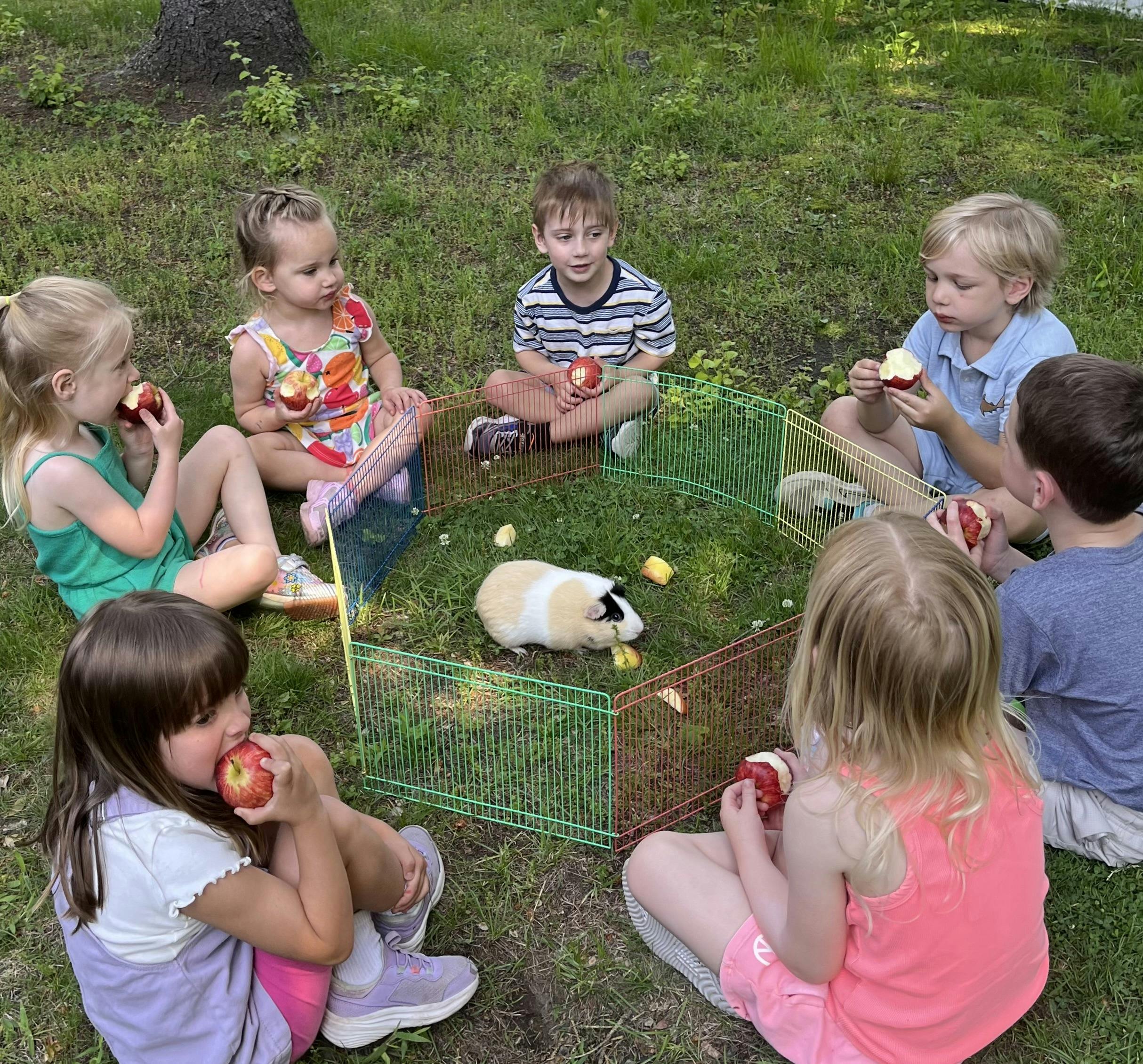 Group of children sitting in a circle eating apples around a guinea pig