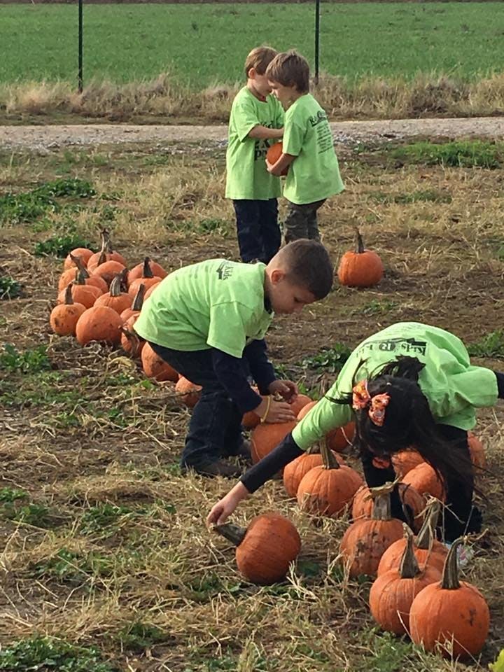 Children picking pumpkins in a field