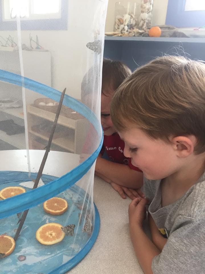 Two children looking at butterflies in a mesh enclosure with orange slices