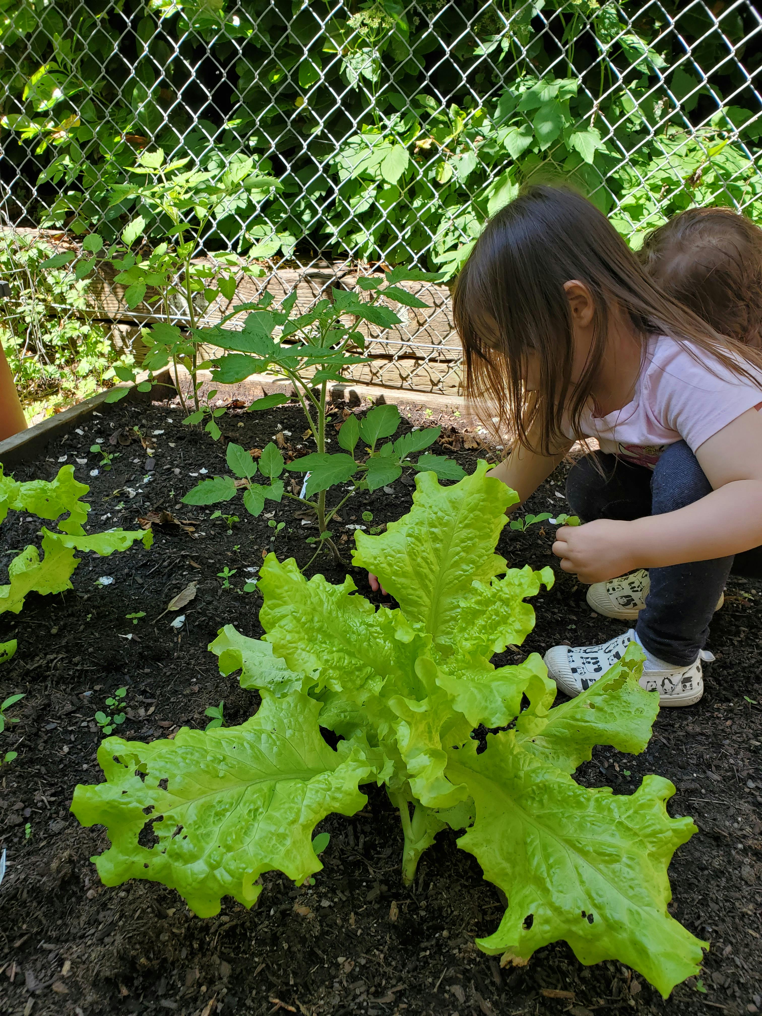 Child tending to plants in a garden bed
