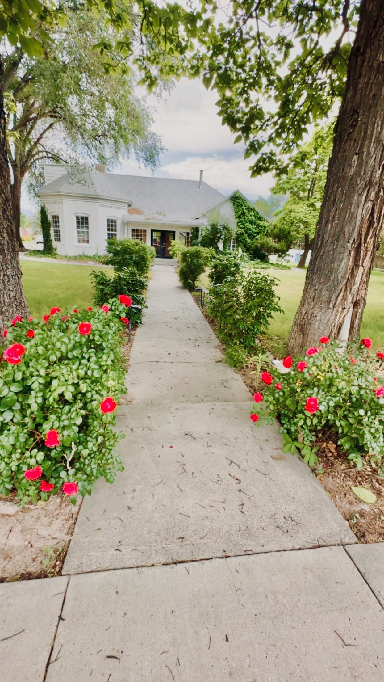 Concrete path leading to a white house, flanked by rose bushes and trees