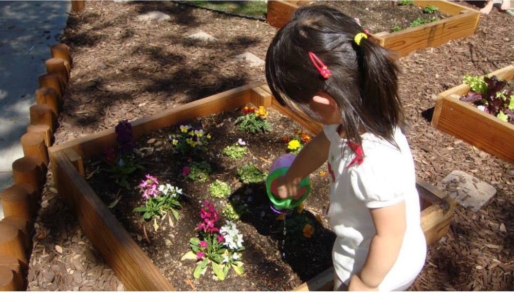 Child watering plants in a garden bed